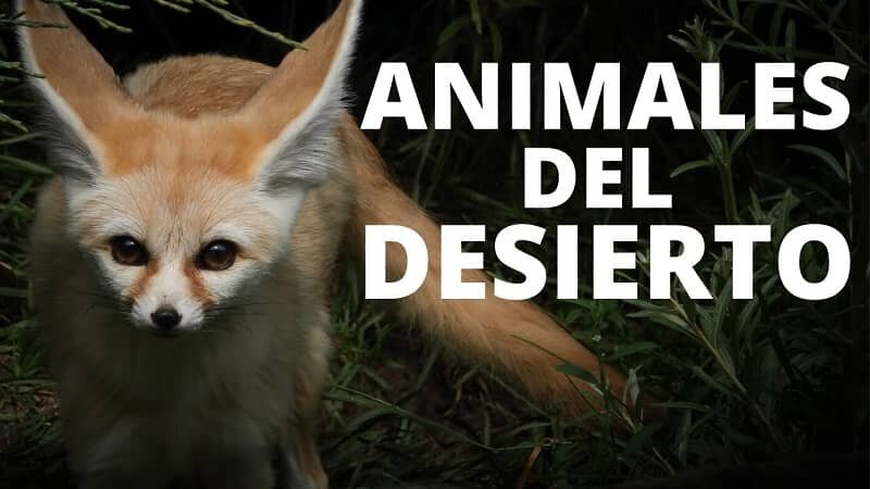 Los animales del desierto